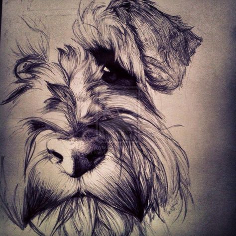 Tattoo Irish, Schnauzer Drawing, Dog Line Drawing, Schnauzer Art, Miniature Schnauzers, Giant Schnauzer, Irish Terrier, Dog Line, Drawing Tattoo