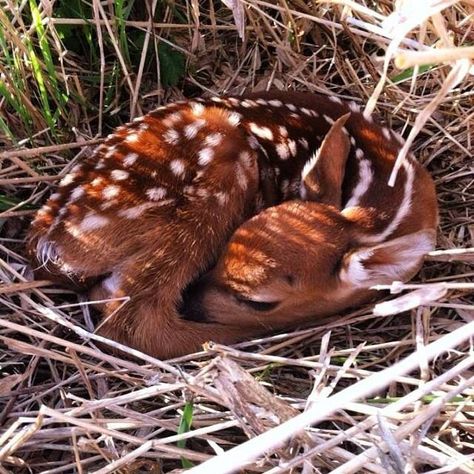 Sleeping Fawn Tattoo, Fawn Sleeping, Fawn Tattoo, Rock Pictures, Sleeping Animals, Painting References, Wild Baby, Deer Painting, Animal Reference