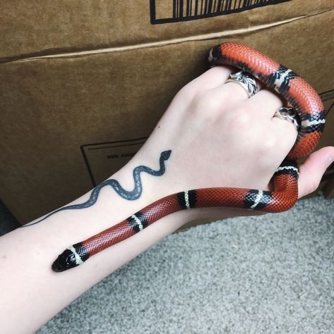 Get milksnake and name it gucci Dean Instagram, Milk Snake, Pretty Snakes, Rabbit Cages, Snake Lovers, Cute Reptiles, Cute Snake, Beautiful Snakes, Pet Snake