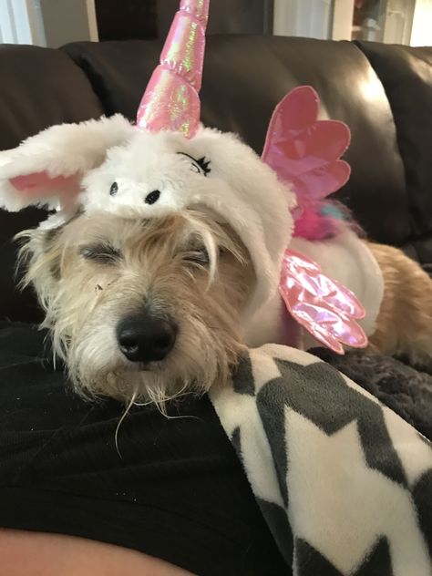 Dog in a unicorn costume Unicorn Costume, A Unicorn, Dogs