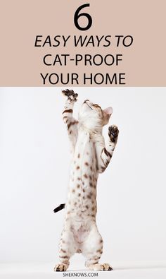 Your furniture doesn't have to take a hit when you bring a kitty into your home Cat Proof Decorations, Furniture Protection From Cats, Cat Proofing Your House, Kitten Proofing Home, Cat Proof Apartment, How To Take Care Of A Cat, Protect Furniture From Cats, Cat Things For Home, Cat Must Haves