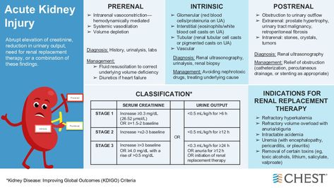 Acute Kidney Injury - Differential Diagnosis Framework PRERENAL: ... Differential Diagnosis, Acute Kidney Injury, Urinary Tract, Blood Cells, Medicine, Log In, Log, Twitter