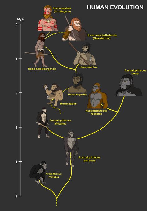 Evolution Aesthetic, Human Evolution Notes, Human Evolution Timeline, Human Evolution Tree, Evolution Infographic, Earth Evolution Timeline, Evolution Activities, Archaeology For Kids, Cro Magnon