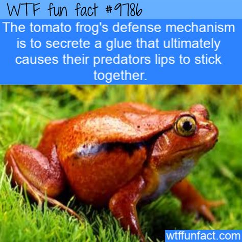 Tomato Frog, Funny Weird Facts, Frog Facts, Wallpaper Women, Defense Mechanism, Pet Frogs, Fun Facts About Animals, Facts Funny, Defense Mechanisms