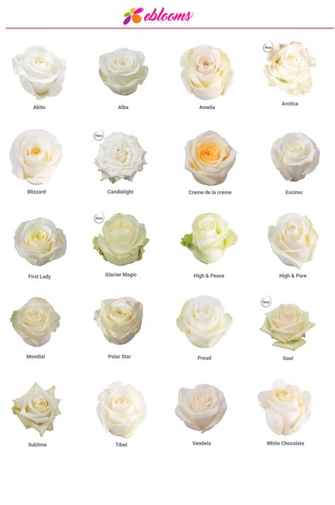 White Roses best sellers varieties  The most ordered by weddings or event planners. Order online with Free Shipping www.ebloomsdirect.com EbloomsDirect White Roses Meaning, Tibet Rose, Vendela Roses, Flower Chart, 12 Roses, Peace Rose, Wholesale Roses, Chocolate Roses, Rose Varieties