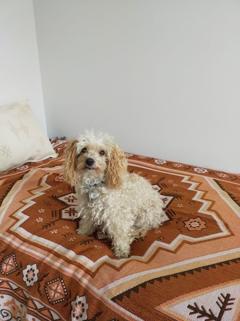 Aura, Rug, Bedroom, Dogs, Animals