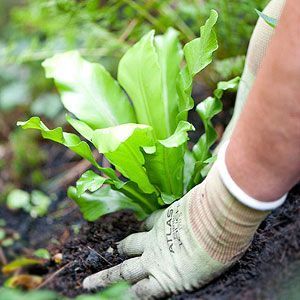 How To Plant Around a Pond Fish Pond Gardens, Building A Pond, Fountains Backyard, Pond Landscaping, Natural Pond, Backyard Water Feature, Pond Plants, Aquaponics System, Pond Design