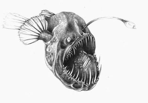 Angler Fish Drawing, Angler Fish Tattoo, Ocean Drawing, Skeleton Drawings, Fish Drawing, Fish Artwork, Monster Fishing, 4 Tattoo, Beach Tattoo