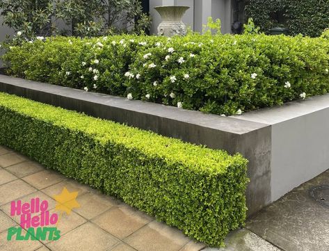 Japanese Box Hedge, Gardenia Magnifica, Box Hedge Border, Outdoor Plant Ideas, Gardenia Hedge, Plant Box Design, Buxus Hedge, Gardenia Florida, Buxus Microphylla