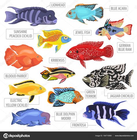 fish mediterranean - Google Search Rare Fish, Fish Breeding, Freshwater Aquarium Fish, Icon Style, Deep Sea Creatures, Fish Illustration, Water Animals, Organic Pattern, Aquarium Decor