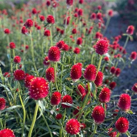 QIS Red Gomphrena Gomphrena Flowers, Wildflower Centerpieces, Dried Arrangements, Dried Bouquet, Cut Flower Garden, Garden Yard Ideas, Amaranth, Dream Garden, Garden Seeds