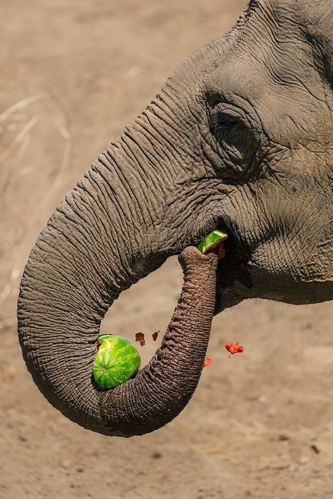 Elephant Enrichment | The San Diego Zoo Elephant Eating, Temple Design For Home, Animal References, Spirit Animals, San Diego Zoo, Temple Design, Animal Care, Gentle Giant, Stay Healthy