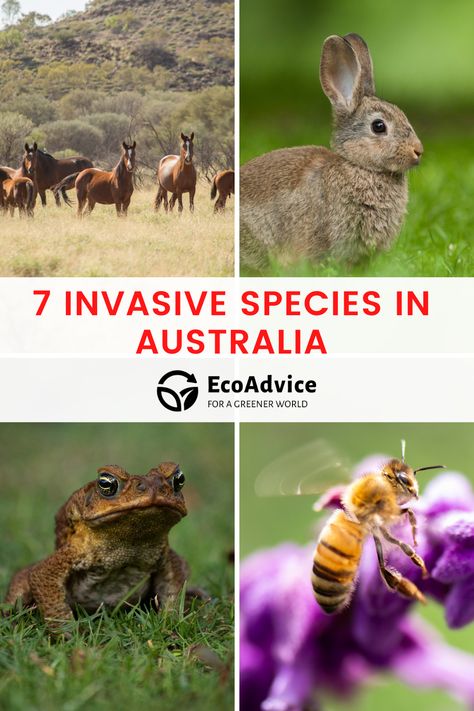 Invasive species in Australia are a major problem, and their impact on native wildlife is alarming. Read on to discover the devastating effects of seven of the worst invaders. #InvasiveSpeciesAustralia #StopInvasiveSpecies #ProtectNativeSpecies #BiosecurityAustralia #InvasiveSpeciesControl #AustralianWildlifeThreats #InvasiveSpeciesAwareness #NativeEcosystems #InvasiveSpeciesManagement #ConservationAustralia Rabbit Feeding, Native Australians, Invasive Plants, Plant Diseases, Feral Cats, Invasive Species, Australian Animals, Desert Plants, Plant Species