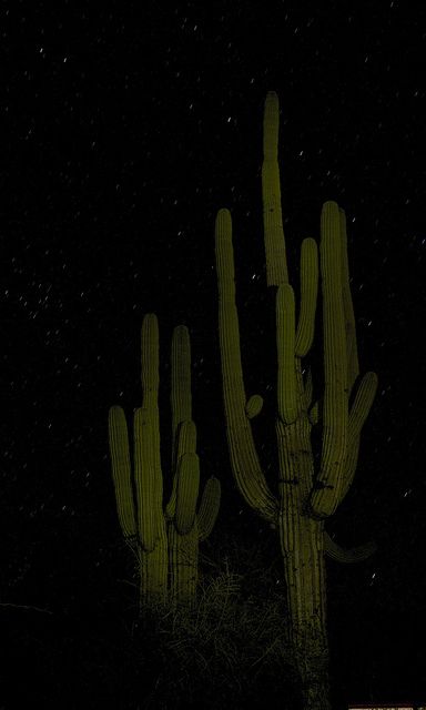 . South Western Gothic Aesthetic, Desert At Night Aesthetic, Axel Webber, Night Time Desert, Nocturnal Paintings, Western Whimsigoth, Desert Grunge, Boho Hippie Aesthetic, Desert At Night