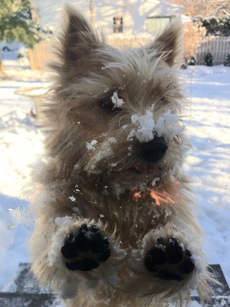 Norwich Terrier Puppy, Carin Terrier, Cairn Terrier Puppies, Nanny Dog, Norfolk Terrier, Cairn Terriers, Norwich Terrier, American Pit Bull Terrier, Terrier Puppies