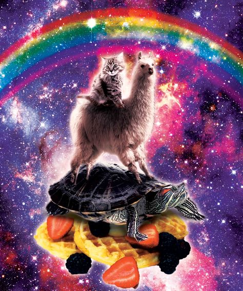 Giant Turtle, Trippy Cat, Galaxy Cat, Rainbow Cat, Funny Posters, Space Cat, Cat Posters, Cat Wallpaper, Silly Cats