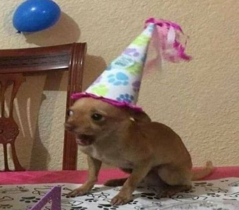 Goofy Dog, Funny Animal Photos, Singing Happy Birthday, Silly Dogs, Silly Animals, Cute Funny Dogs, Cute Memes, Silly Cats, Funny Animal Pictures