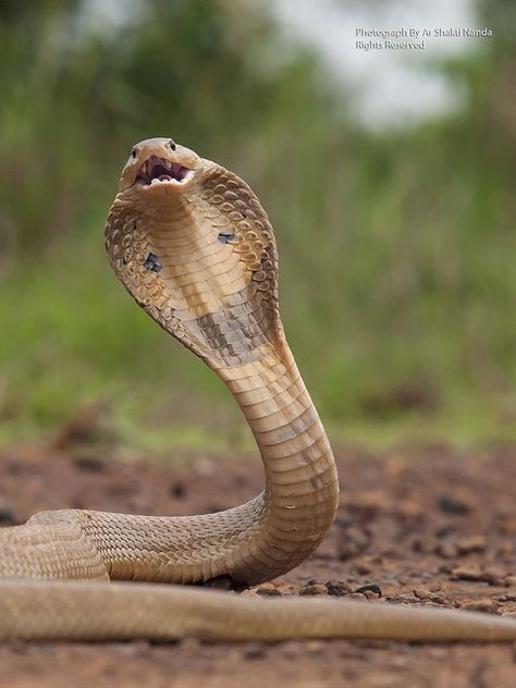 Monocled Cobra @ Bhubaneswar 3 | 07 | 2013 | OLYMPUS DIGITAL… | Flickr King Cobra Snake, Snake Photos, Horse Art Drawing, Butterfly Sketch, Lion Photography, Tiger Pictures, Cobra Snake, Pet Snake, King Cobra