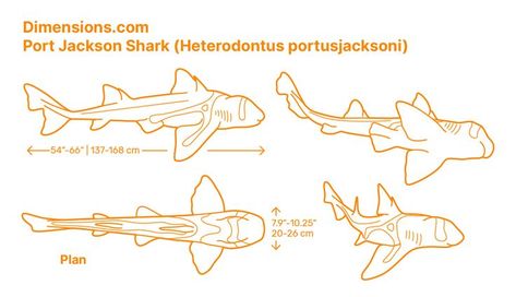 Port Jackson Shark, Shark Books, Cardboard Animals, Animal Outline, Shark Drawing, Shark Art, Shark Tattoos, Biology Notes, Wood Carving Patterns