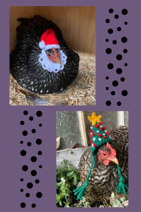 Crochet Chicken Bonnet, Crocheted Hat Pattern For Chickens, Crochet Chicken Hats Free Patterns, Crochet Hat For Chicken, Crochet Hats For Chickens Free Patterns, Crochet Chicken Hat Pattern Free For Chickens, Crochet Chicken Clothes, Crochet Hat For Chicken Pattern Free, Crochet Hats For Chickens