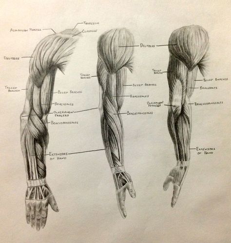 Muscles Drawing, How To Draw Muscles, Arm Anatomy, Human Muscle Anatomy, Anatomy Images, Human Sketch, Male Figure Drawing, Drawing Legs, Muscle Anatomy