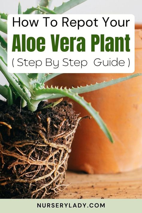 Aloe Vera repotting tips -
Succulent repotting guide -
Best soil for Aloe Vera -
Choosing pots for Aloe Vera -
Transplanting Aloe plants -
Aloe Vera care after repotting -
Proper pot size for Aloe Vera -
Aloe plant maintenance -
Gardening tips for succulents -
Healthy Aloe Vera roots - When To Repot Aloe Vera Plant, Potted Aloe Vera Plant, Aloe Vera Plant Decor, Potted Aloe Vera, Aloe Plant Care, Growing Aloe Vera, Boho Plants, Aloe Plants, Farmhouse Restoration