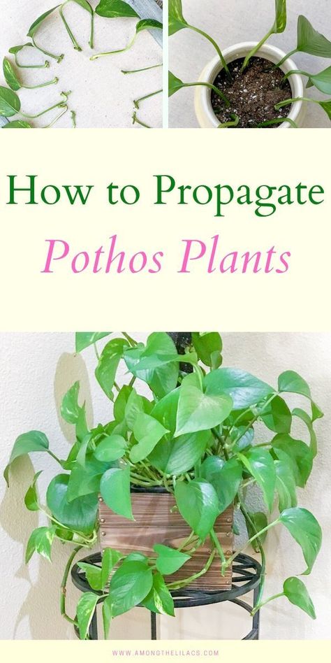 Learn how to propagate a pothos plant with this step-by-step guide! Pothos plants are the easiest plant to care for and they're perfect for propagating, too! Pothos Plants, Easy Plants To Grow, Household Plants, Plant Propagation, Pothos Plant, Tree Tree, Art Tree, Patio Decorating Ideas, Easy Plants