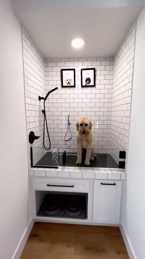 Dog Friendly Apartment, Dog Nook Ideas, Dog Bathing Tips, Baby Doodles, Lakehouse Design, Bathing Tips, Dog Room Design, Dog Nook, Dog Station