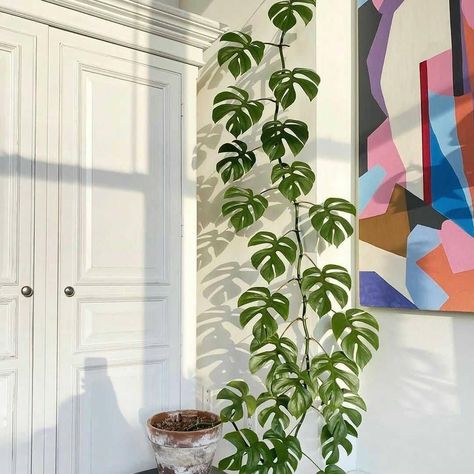 Plant Life Balance on Instagram: “Often mistaken as a 'mini monstera' this climbing beauty will crawl it's way up your walls and straight into your heart 💚 Over on the PLB…” Plants Care, Indoor Plant Wall, Plant Goals, Plantas Bonsai, Hanging Plant Wall, نباتات منزلية, Easy Care Plants, Decoration Plante, Plant Aesthetic