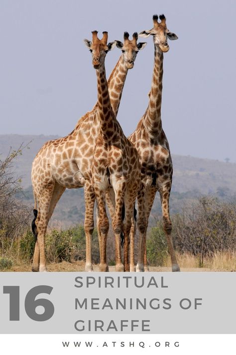 Giraffe Symbolism: 16 Spiritual Meanings Of Giraffe Giraffe Meaning, Giraffe Quotes, Bible Meaning, Giraffe Feeding, Giraffe Artwork, Spiritual Animal, Middle Eastern Culture, Animal Symbolism, Your Spirit Animal