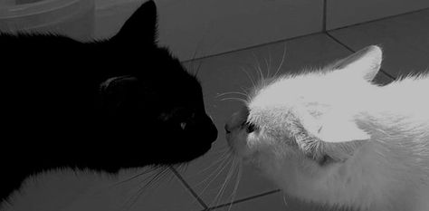 Grey Wallpaper Laptop, Grey Cat Wallpaper, Cat Staring, Desktop Wallpaper Black, White And Black Cat, Cute Headers For Twitter, Bleach Anime Art, Cute Headers, Silly Cats Pictures