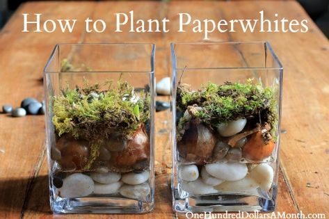 how to plant paper whites Plant Paper, Paper Whites, Fall Bulbs, Garden Bulbs, Bulb Flowers, Planting Bulbs, Plant Gifts, Winter Garden, Glass Containers