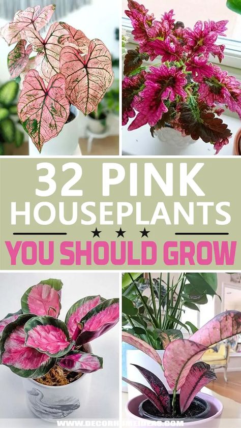 Pink Plants Indoor Houseplant, Pink Foliage Plants, Flamingo Lily Plant, Colourful Indoor Plants, Pink Rubber Plant, Pink Indoor House Plant, Pink And Green Bathroom Aesthetic, Pink Monstera Plant, Diy House Plants Ideas