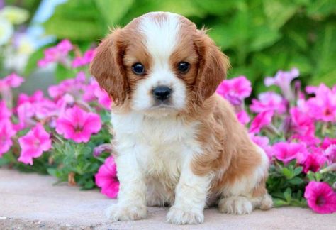 Miniature Dog Breeds, Cavalier Puppies, Dream Puppy, King Spaniel, Spaniel Puppies For Sale, King Charles Puppy, Cavalier King Charles Dog, Cavalier Puppy, Cavalier Spaniel