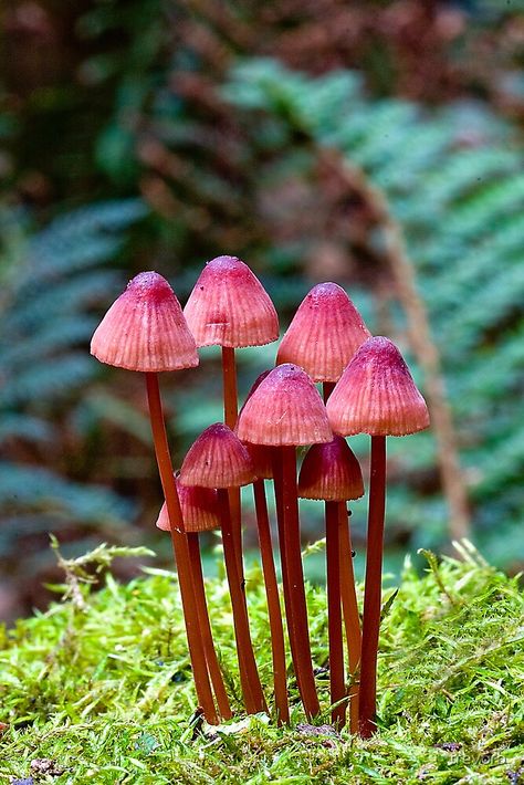 Mushroom Images, Mushroom Pictures, Mushroom Drawing, Plant Fungus, Mushroom Fungi, Mushroom Design, Mushroom Art, Wild Mushrooms, Macro Lens