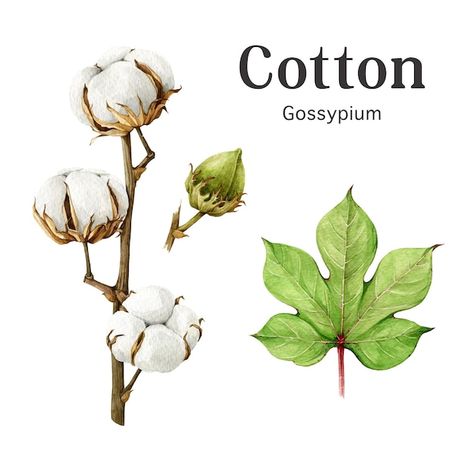 Cotton Plant Drawing, Cotton Flower Tattoo, Process Visualization, Cotton Field Photography, Cotton Bolls, Cotton Branches, Plant Bud, Swatch Book, Flower Model