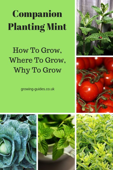 Companion Planting Mint Planting Mint, Okra Companion Planting, Eggplant Companion Plants, Blueberry Companion Plants, Companion Planting Layout, Squash Companion Plants, Carrot Companion Plants, Onion Companion Planting, Lavender Companion Plants