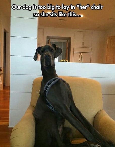 The 14 Funniest Great Dane Memes Ever! | PetPress Funny Great Danes Videos, Funny Great Danes, Great Dane Aesthetic, Great Dane Quotes, Animal Tatoos, Great Dane Funny, Black Great Danes, Dog Poems, Animal Shaming