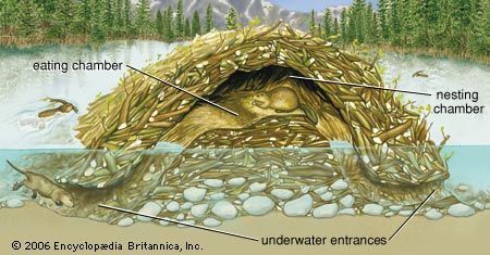 "Beavers live in dome-shaped lodges. They build the lodges out of branches plastered with mud. Tunnel entrances open into a room above water level." From kids.britannica.com/elementary/art-87135/Beavers-live-in-dome-shaped-lodges Beaver Lodge Craft, Beaver Dam Illustration, Beaver Dam Project For Kids, Beaver Lodge, North American Beaver, Conservation Activities, Nature Camp, Wild Art, Beaver Dam