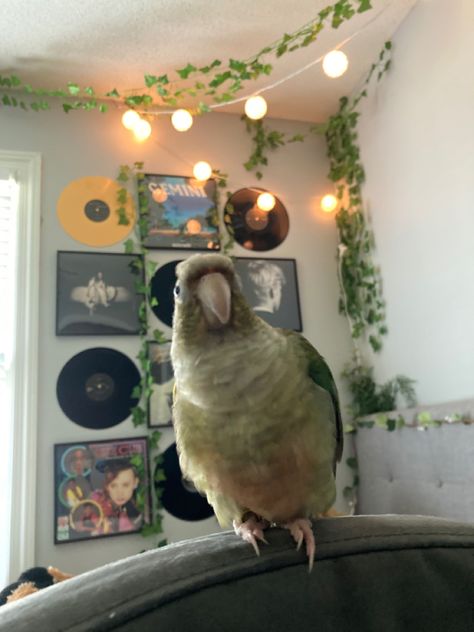 Bird Pet Aesthetic, Green Bird Aesthetic, Conure Aesthetic, Pet Bird Aesthetic, Bird Cage Aesthetic, Birds Aesthetic, Conure Bird, Budgie Cage, Parrot Pet