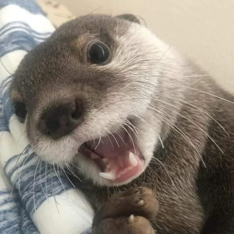 Otter Pfp, Cute Otters, Otters Cute, Cute Otter, Baby Otters, Sea Otters, Animal Icon, Sea Otter, Silly Animals