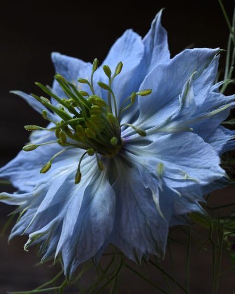 Susie - Vegan🌿 on Instagram: "It occurred to me these blue Nigella didn’t reseed themselves last year as they have for many years. Hmmmm…I missed seeing this amazing flower in my garden this spring. I’ve got seed tucked away from a prior year so I will plant it with the hope of having blue Nigella again next spring!" Pretty Blue Flowers Aesthetic, Nigella Flowers, Blue Forget Me Not Flowers Aesthetic, Nigella Flower, Blue Nigella, Pale Blue Flowers Aesthetic, Glowing Blue Flower, The Hope, Sugar Flowers