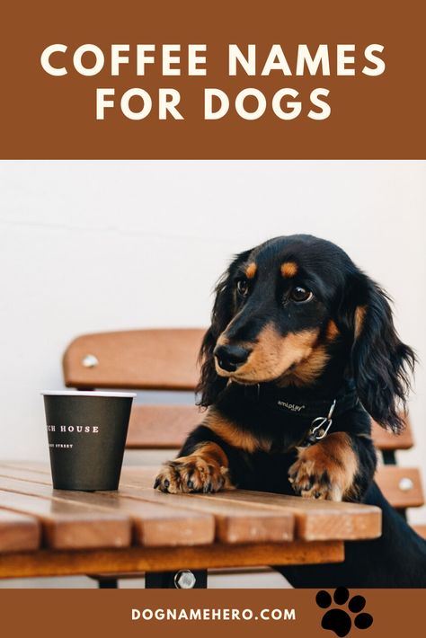 60+ Coffee Names For Dogs - Dog Name Hero Coffee Related Names, Coffee Shop Names, Coffee Names, Tea Dog, Girl Dog Names, Female Dog Names, Wine Names, Friend Stuff, Cute Coffee Shop