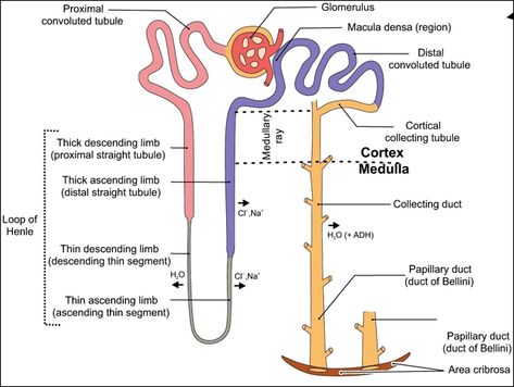 distal convoluted tubule - Google Search Study Reminder, Renal Physiology, Renal System, Loop Of Henle, Urinary System, Anatomy And Physiology, Pyramid, Biology, Drain