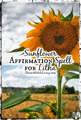 Sunflower Affirmation Spell for Litha Sunflower Head, Witchcraft Altar, Planting Sunflowers, Energy Cleanse, Beltane, Candle Spells, Green Witch, Kitchen Witch, Summer Solstice