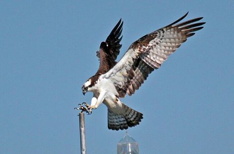 Hawk Diving, Osprey Tattoo, Raptor Bird, Osprey Bird, Funny Animal Art, Bird Hunting, Bird Wings, Animals Funny, About Animals