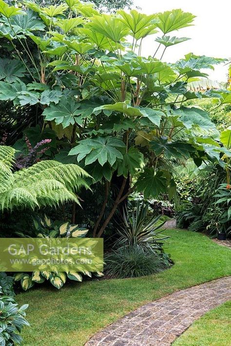 Rice Paper Plant, Tetrapanax Papyrifer, Gunnera Plant, Cottage Garden Modern, Garden Design French, Creative Garden Projects, Modern Garden Art, Garden Makeover Ideas, Pergola Backyard