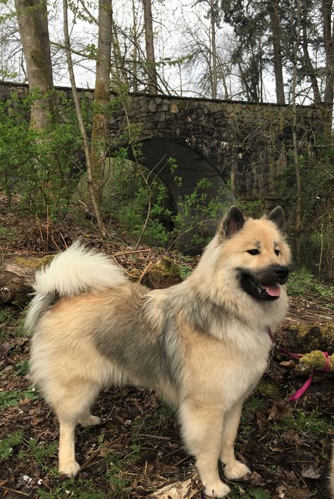 Eurasian Dog, Ancient Dog Breeds, Alaskan Noble Companion Dog, Czechoslovakian Wolfdog, Huge German Shepherd, Pet Life, Wolf Dog, Dog Face, Big Dogs