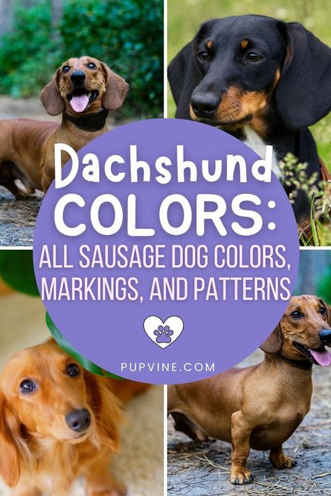 Dachshund Colors, Sausage Dog Puppy, Dachshund Breed, Dachshund Pattern, Dog Breeds Medium, Sausage Dogs, Wiener Dog, Sausage Dog, Dachshund Dog