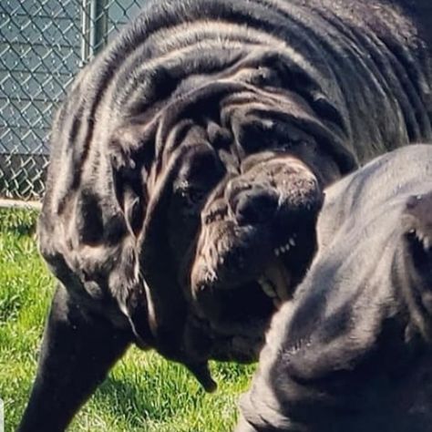 American Molossus Old World Euphrates owned by Dark Mountain Molossus check us out at www.oldworldmolossus.com and follow us on Instagram and YouTube at American Molossus and Old World Molossus author of dog breeding Secrets by Marcus E Curtis American Molossus, Neo Mastiff, Mastiff Dog Breeds, Dark Mountains, Dog Breeding, Mastiff Dogs, Guard Dog, Guard Dogs, Follow Us On Instagram